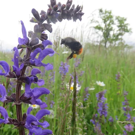 公寓 Hof Gasswies Klettgau